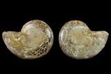 3.1" Cut & Polished Agatized Ammonite Fossil (Pair)- Jurassic - #131645-1